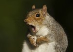 My Anti-Spirit Animal: The Campus Squirrel
