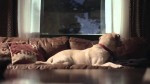 The 5 Stages of Missing Your Dog