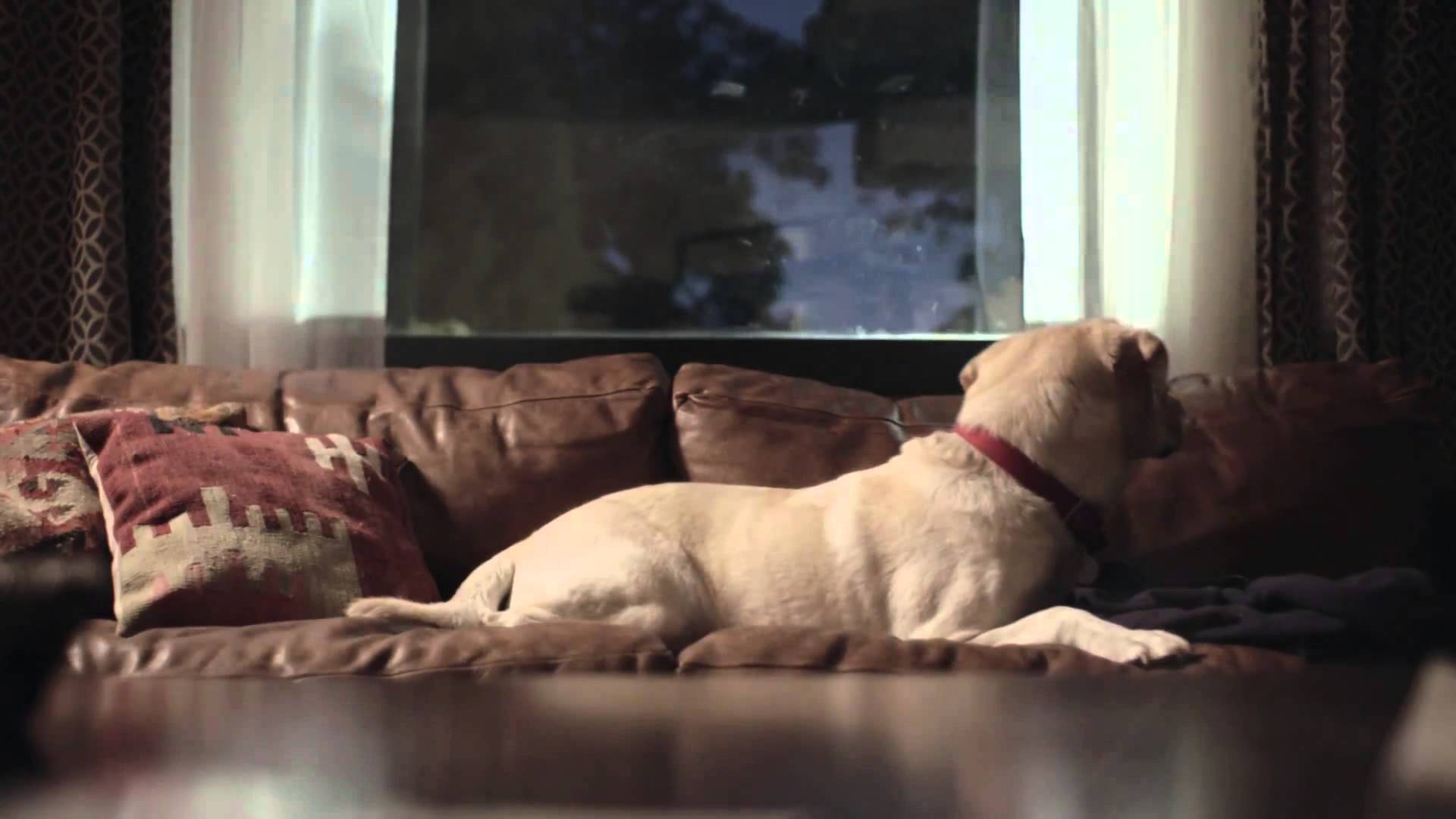 The 5 Stages of Missing Your Dog