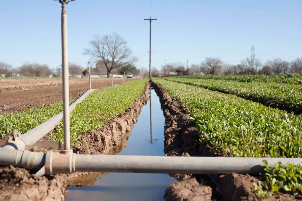 A Day at America’s Hippest Farm
