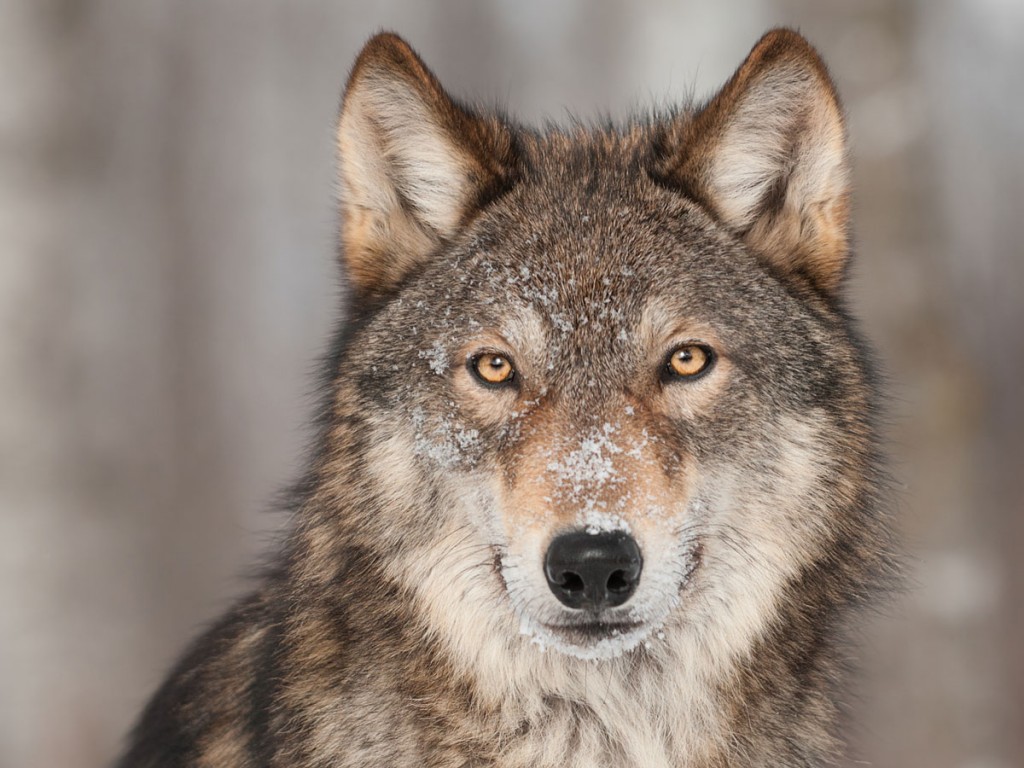 Everyone’s Spirit Animal Should Be Cultural Sensitivity