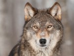 Everyone’s Spirit Animal Should Be Cultural Sensitivity