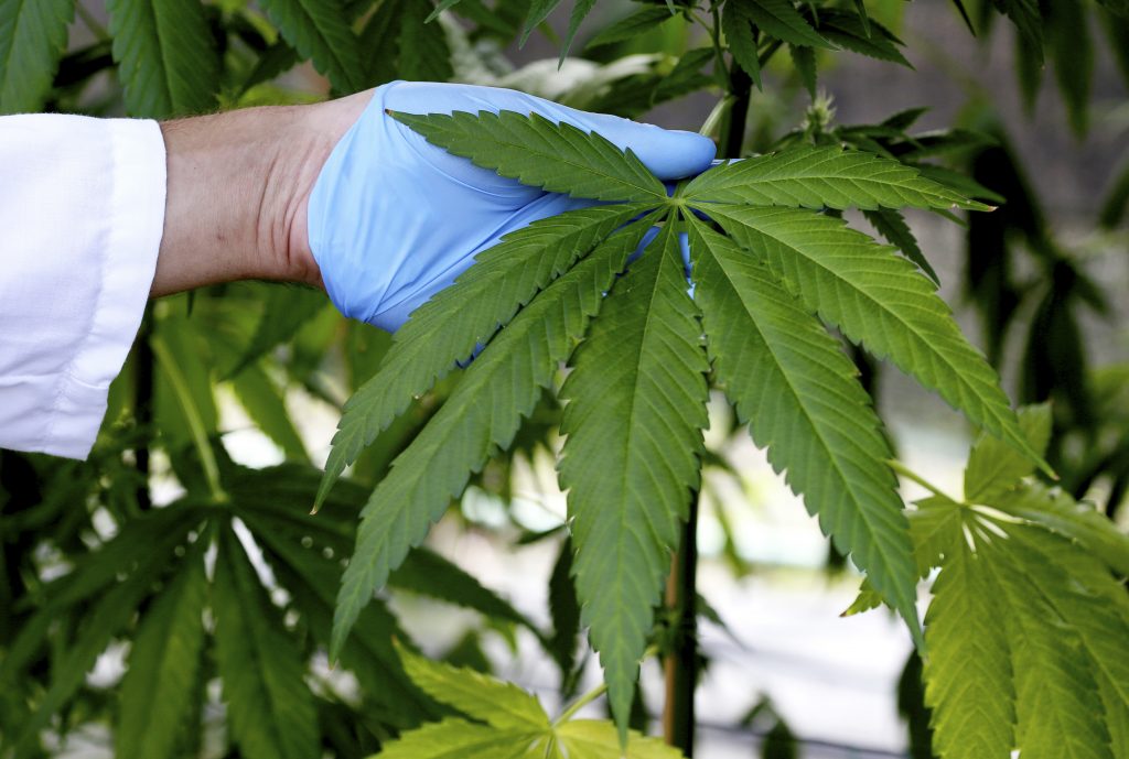 Why I Support Weed, But Will Never Smoke Pot