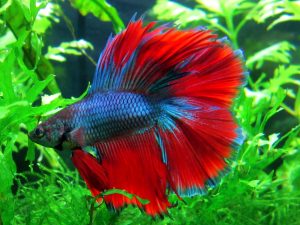 The Pros and Cons of Owning a Betta Fish in College