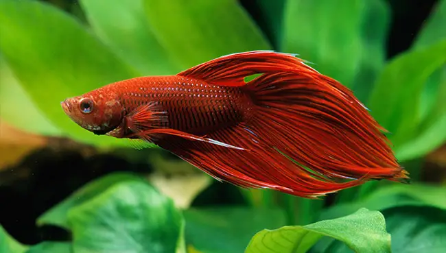 owning a betta fish