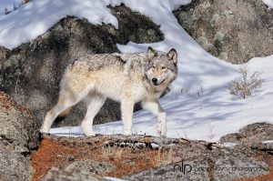 Leonardo DiCaprio: From Wolf of Wall Street to Wolf ConservationistLeonardo DiCaprio: From Wolf of Wall Street to Wolf Conservationist