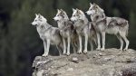 Leonardo DiCaprio: From Wolf of Wall Street to Wolf Conservationist