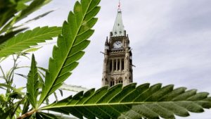 What to Expect if Your State Just Legalized Weed