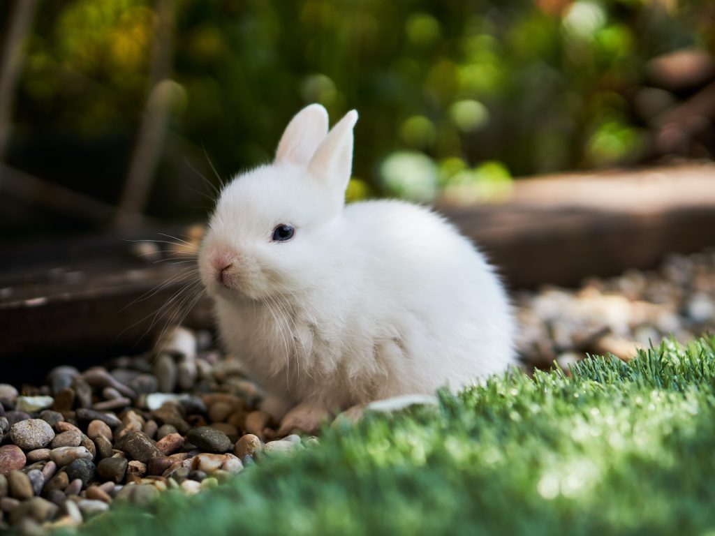 photo of a rabbit