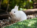 photo of a rabbit