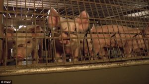 Animals Are Friends, Not Food