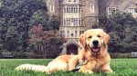 Scienctific Evidence That Everyone Should Grow Up with Pets