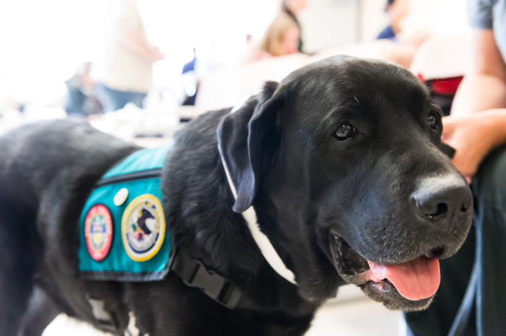 Can You Bring A Esa Dog To School