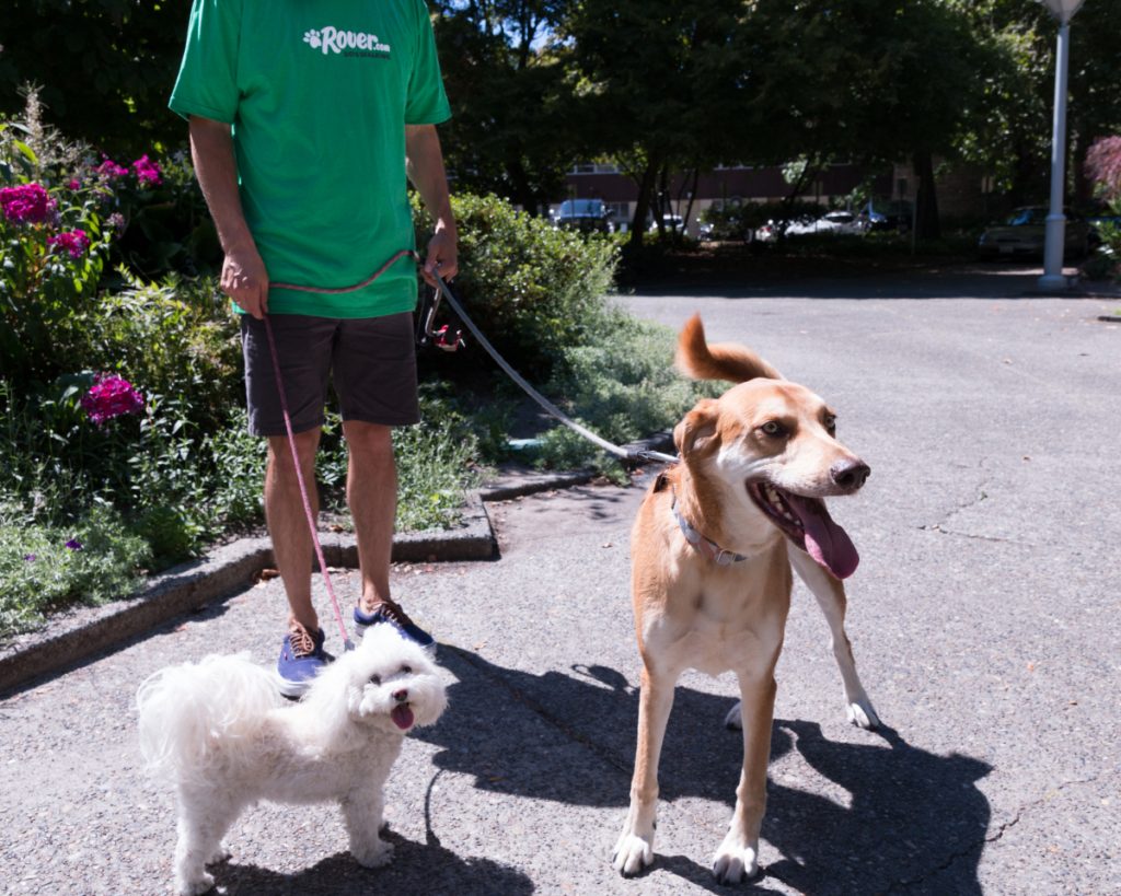 Have a Busy Summer? Make Money on Your Time—with Dogs. Seriously.