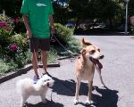 Have a Busy Summer? Make Money on Your Time—with Dogs. Seriously.