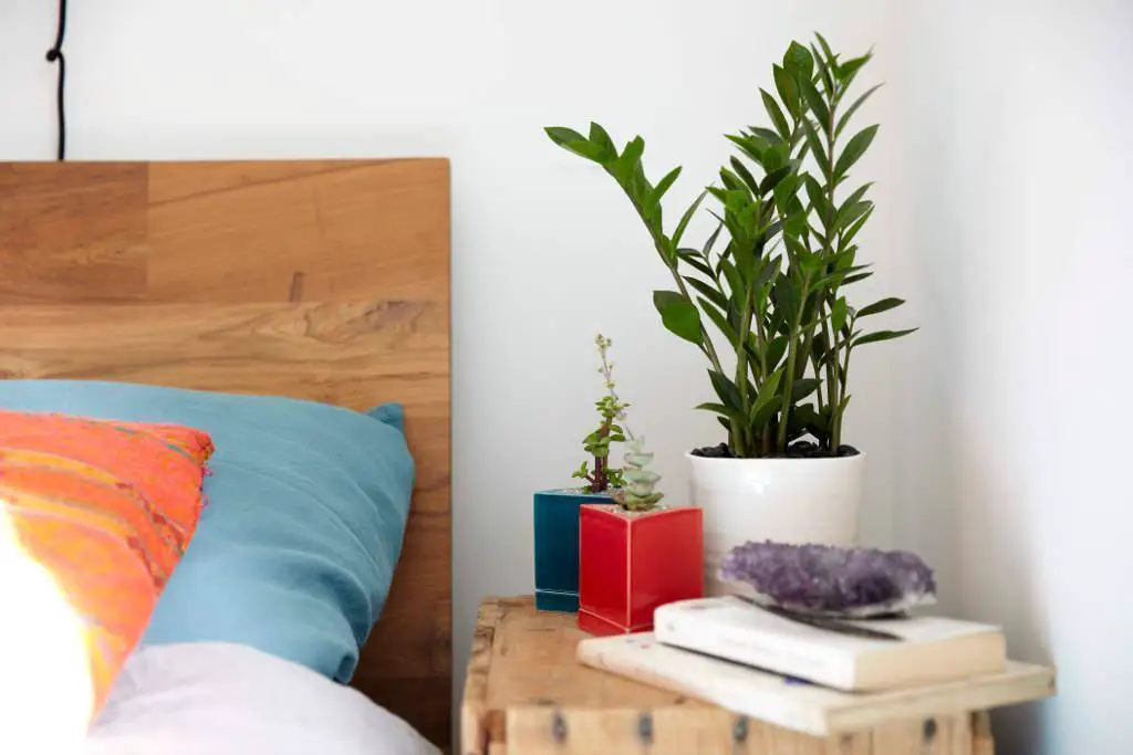 The 5 Best Plants to Keep in Your Dorm Room