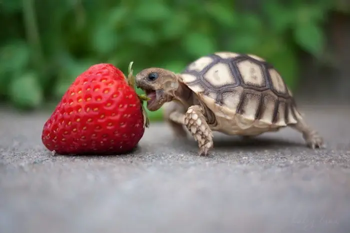 Best Small Pets For College Students Study Breaks