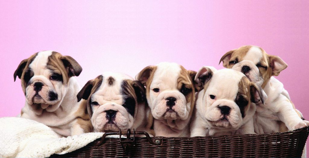 Best Dogs for College Students: Dogs Provide Stress Relief