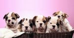 Best Dogs for College Students: Dogs Provide Stress Relief