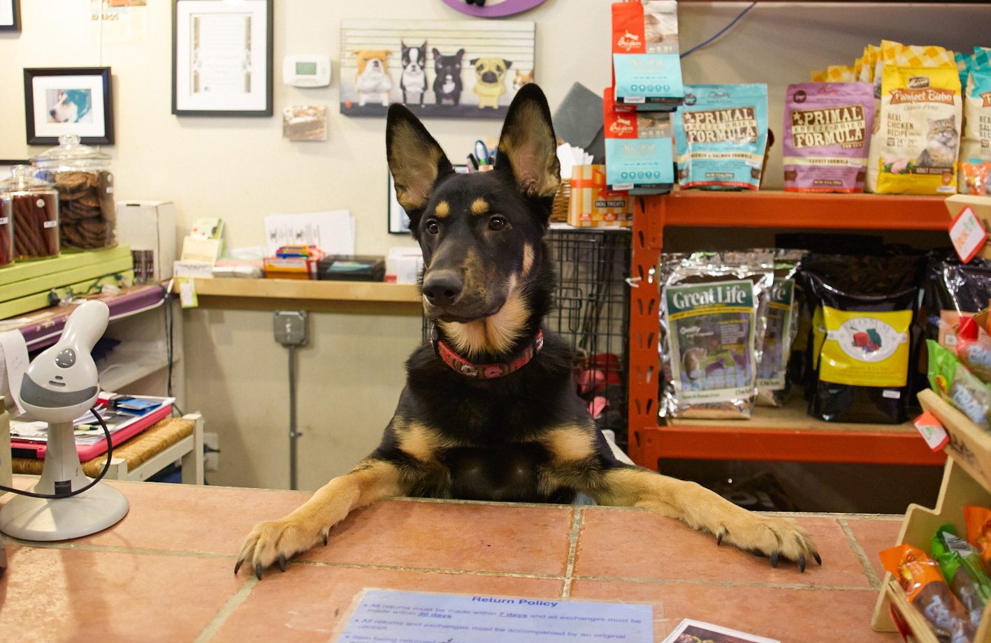 4 Reasons to Work at A Pet Store While in College