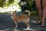 Emotional support animals