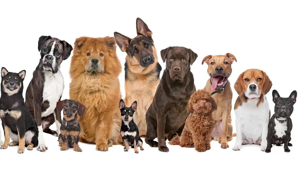 best social dog breeds