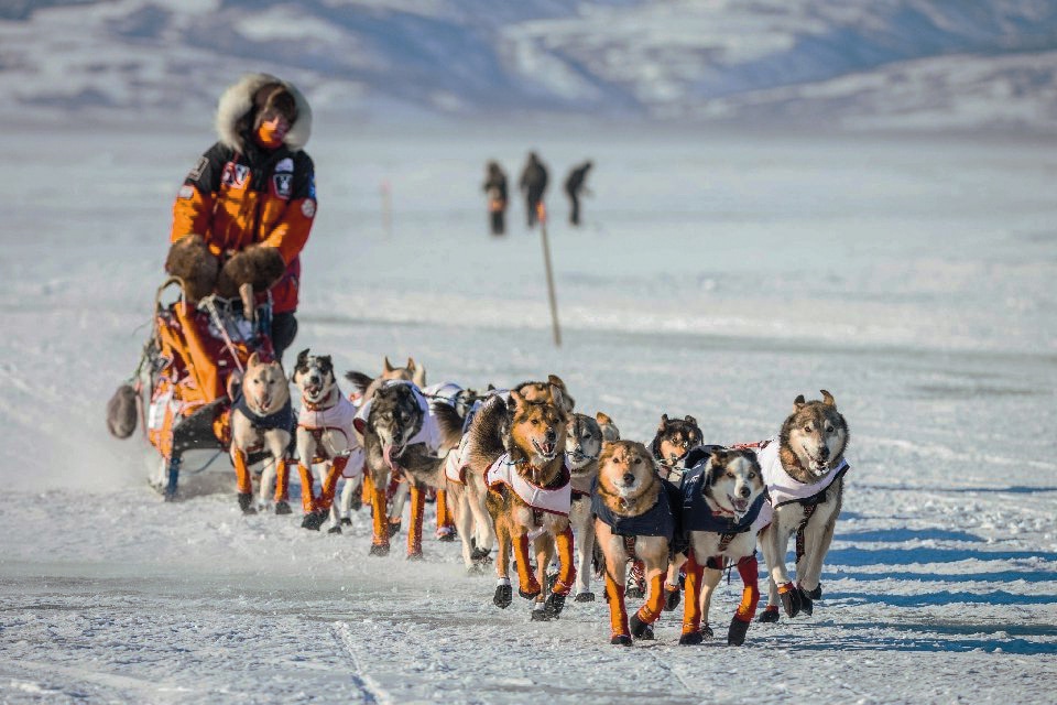 how many dogs died in the iditarod race 2018