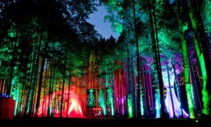 electric forest