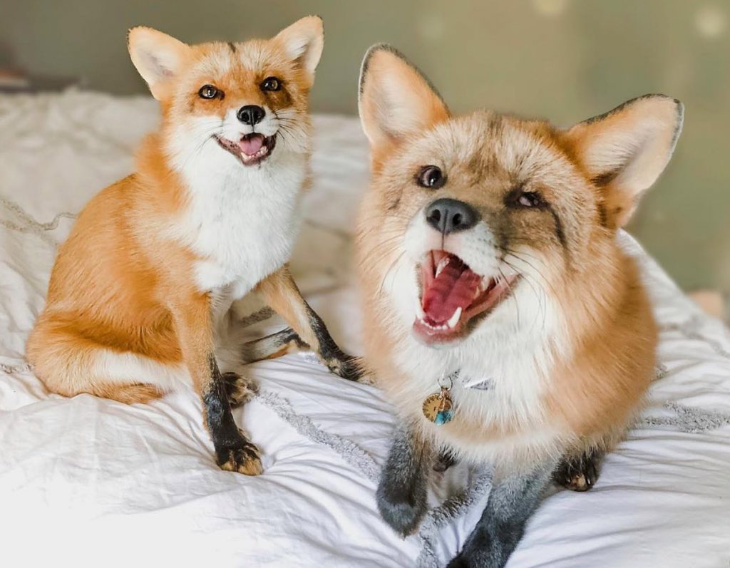 animal celebrities