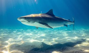 shark week