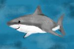 shark week