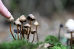 psychedelic mushrooms
