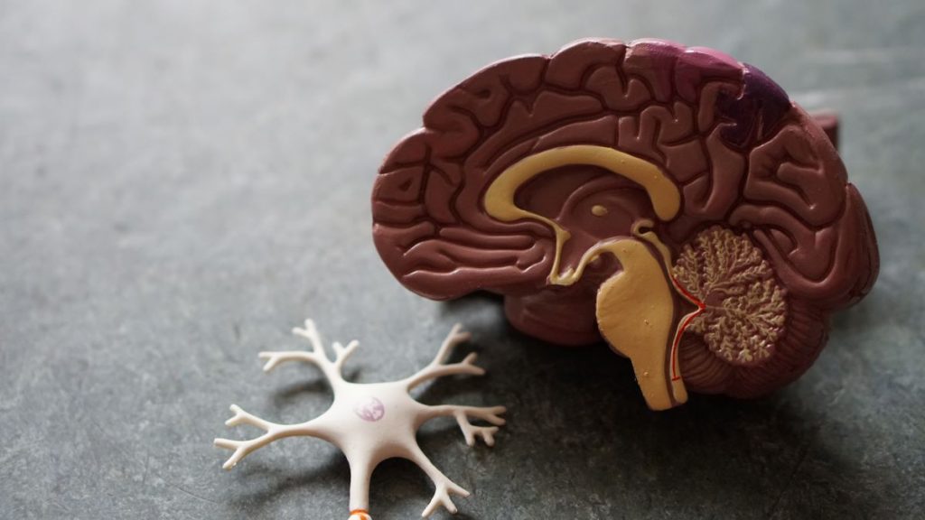 The Mind: Explained