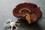 The Mind: Explained