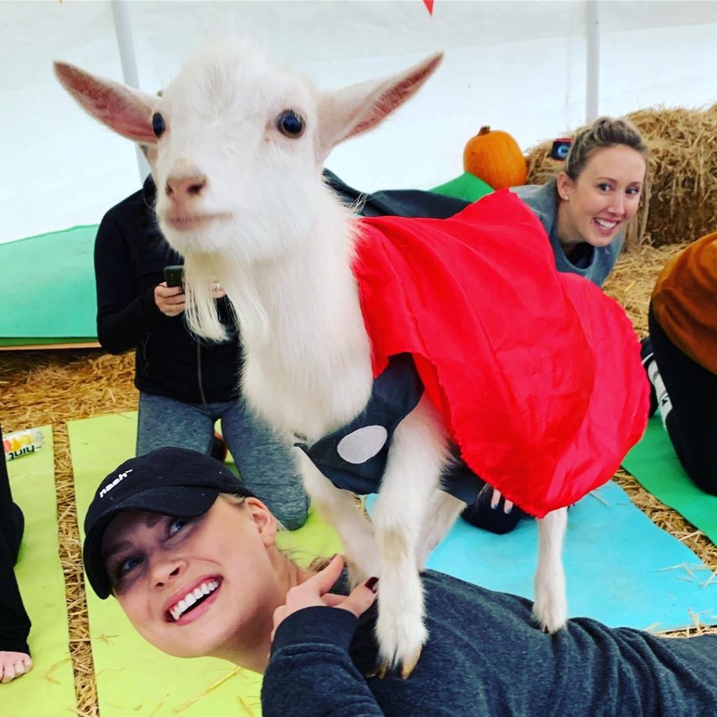 goat yoga