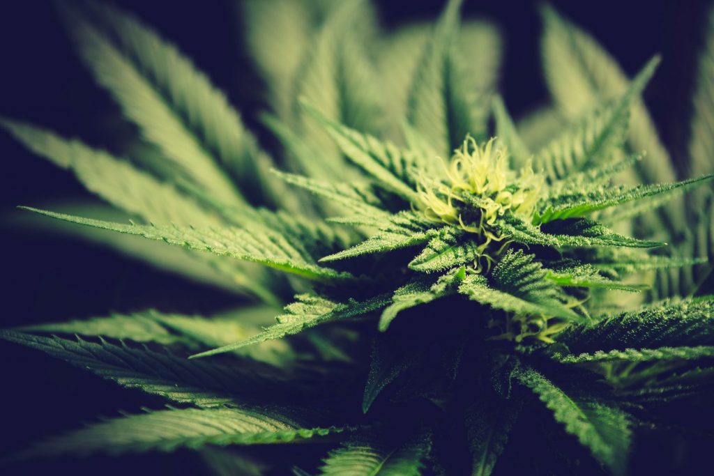 weed stocks