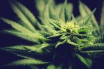 weed stocks