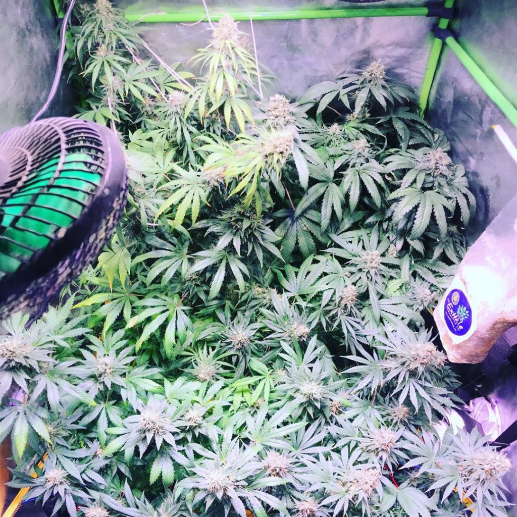 Strawberry Amnesia