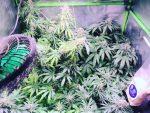 Strawberry Amnesia