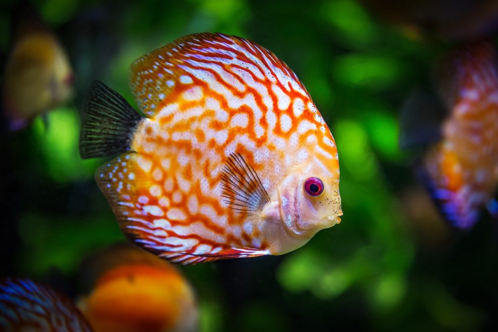 fish in a fish tank