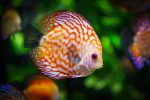 fish in a fish tank