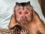 An image of Georgie