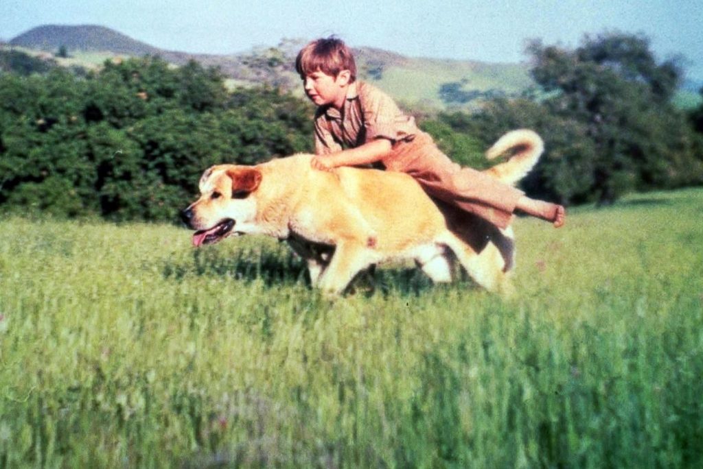 screenshot from Old yeller
