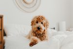 Golden Doodle