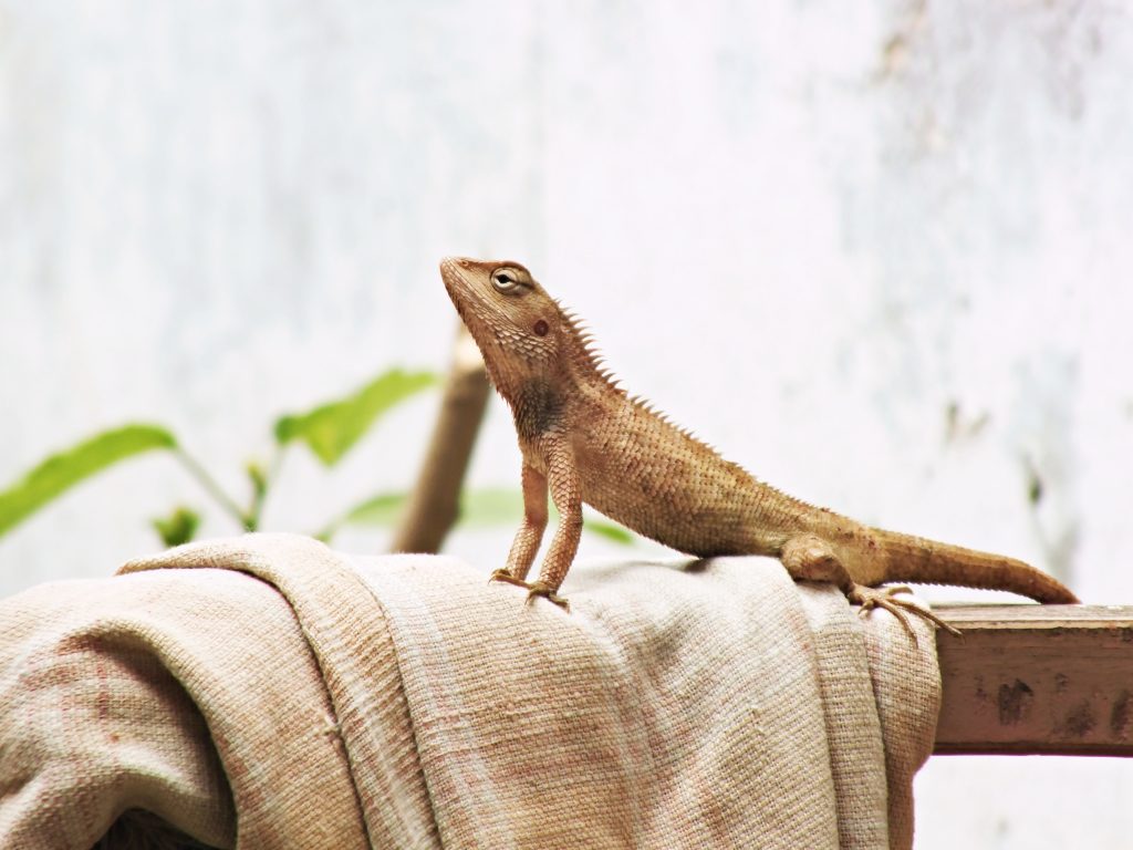 In an article about reptiles, a domestic reptile