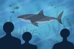 Great white shark in an aquarium, watched by people