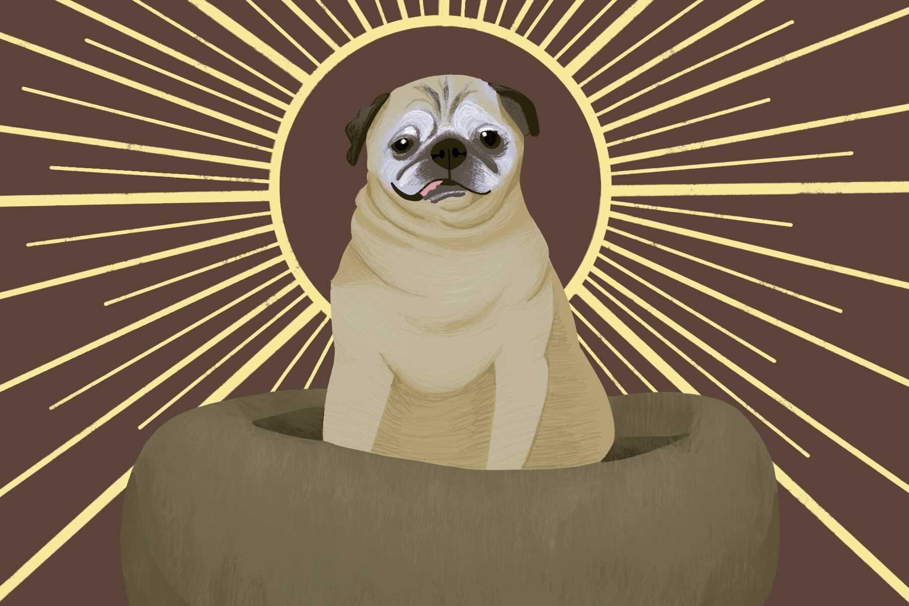 Noodle the Elderly Pug Decides Your Daily Forecast on TikTok