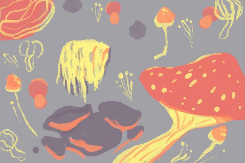 Illustration of mushrooms in Fantastic Fungi