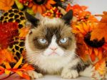 In an article about memes, a photo of Grumpy Cat
