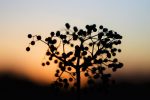 elderberry plant